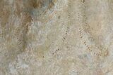 Miocene Fossil Echinoid (Clypeaster) - Taza, Morocco #174362-2